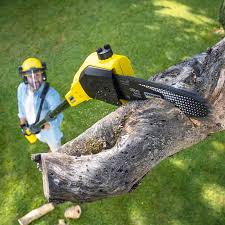 How Our Tree Care Process Works  in  Gilbert, AZ