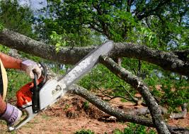 Gilbert, AZ Tree Care Services Company